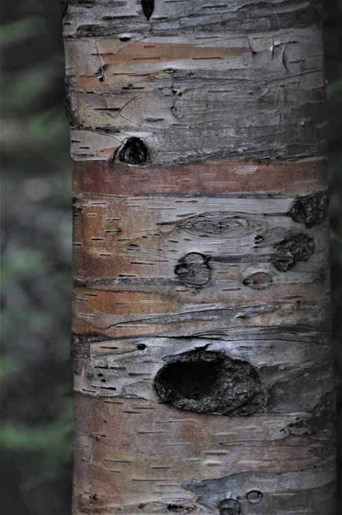 river birch bark